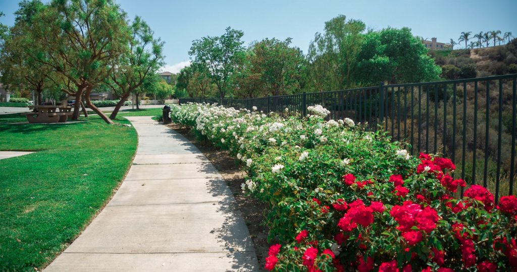 red and white flower garden